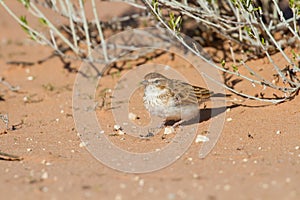 Fawn coloured lark hunting for an inset in red Kalahari sand