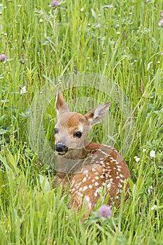 Fawn Curled up in Grass with Spots Showing