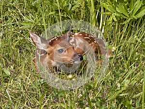 Fawn Curled up in Meadow