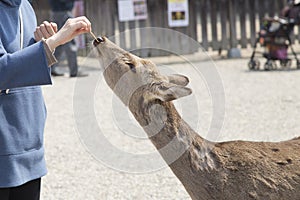 Fawn or deer eating cookies from the hands of tourists in the Tobihino prairies in the city of Nara in Japan 3