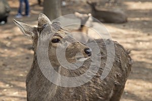 Fawn or deer in the prairies of Tobihino in the city of Nara in Japan 1