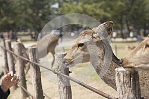 Fawn or deer in the prairies of Tobihino in the city of Nara in Japan 11