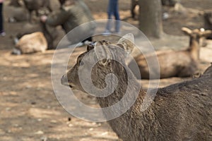 Fawn or deer in the prairies of Tobihino in the city of Nara in Japan 2