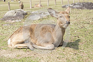 Fawn or deer in the prairies of Tobihino in the city of Nara in Japan 6