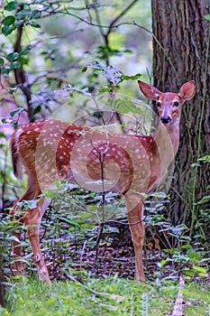 Fawn deer hears noise and looks photo