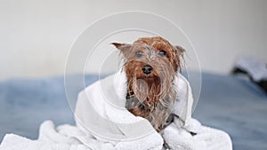 Fawn Dog in Sporting Group wrapped in white towel on bed