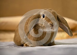 Fawn dwarf ram rabbit at home