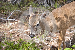 Fawn in Everglades Naional Park