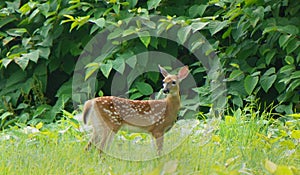 Fawn in a field of green grass at dusk