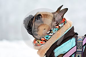 Fawn French Bulldog dog with black mask wearing warm winter clothes in snow