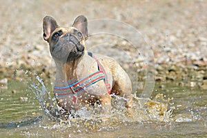 Fawn French Bulldog dog playing in dirty water