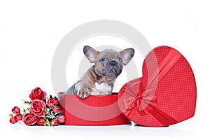 Fawn French Bulldog dog puppy in Valentine`s Day gift box in shape of red heart with roses on white background