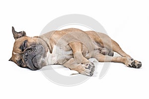 Fawn French Bulldog dog sleeping on side on white blanket