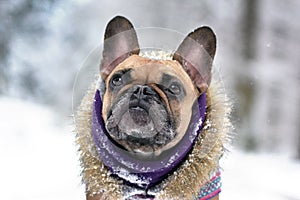 Fawn French Bulldog dog with winter scarf and fur coat in winter snow landscape