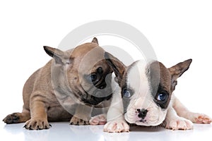 Fawn french bulldog dog wispering something to his friend photo