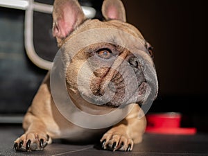 Fawn French Bulldog laying down