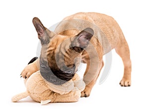 Fawn French Bulldog puppy playing with plush toy. Cute little puppy