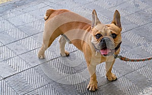 Fawn French Bulldog is standing on the street and waiting for his owner