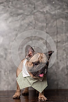 Fawn french bulldog wearing shirt collar