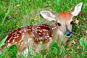 Fawn in the grass