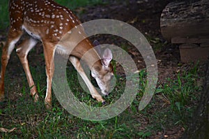 Fawn grazing