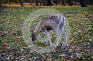 Fawn grazing in autumn forest with yellow fallen leaves, wild nature