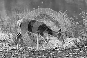 Fawn grazing in the natural park of Monfrague, Spain in grayscale