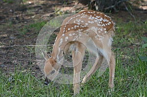 Fawn Grazing In Shaded Upland Forest