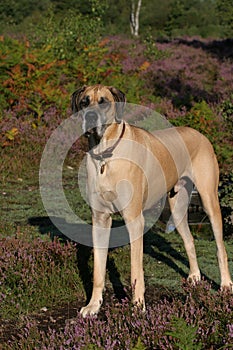 Fawn Great Dane