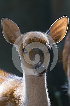 Kolouch obrázok dieťa jeleň divoký nemecko 