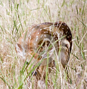 Fawn Hiding