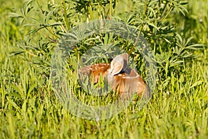 Fawn hiding in grass