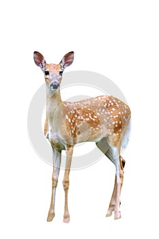 Fawn isolated photo