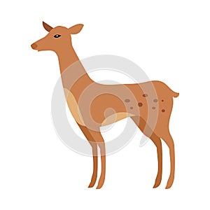 Fawn Isolated. Junior Verdant Young Spotted Deer