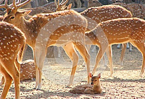 A Fawn Kid of Spotted Deer Chital in Zoo, Jaipur, Rajasthan, India