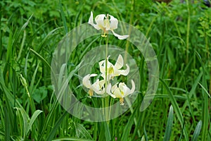 Fawn lily in Bush Pasture Park in Salem, Oregon