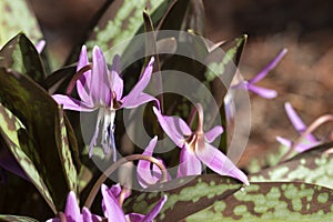 Fawn Lily flower macro photo. Beautiful pink spring flowers in the garden