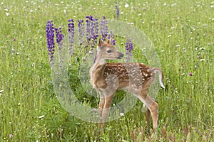 Fawn Looking over its Shoulder