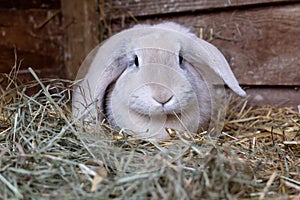 Fawn lop eared rabbit in wooden hutch wih fresh hay