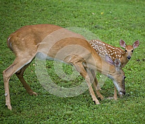 Fawn and mom