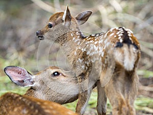 Fawn and mom deer licking, focus on baby eye