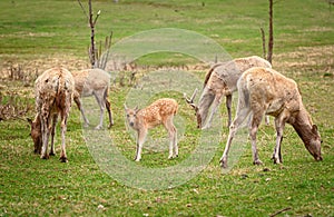 Fawn on the pasture