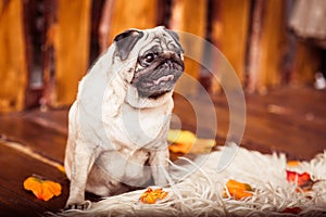 Fawn pug dog sits on the furs at the wooden boards background an