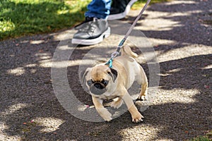 A Fawn Pug Puppy Enjoying a Walk in the Park.