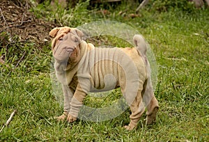 Fawn puppy sharpei