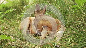 the fawn is resting lying in the green grass. a cute little fawn