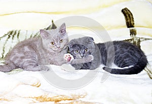 Fawn Scottish straight and Scotish-fold bicolor blue kittens are lying on a blanket