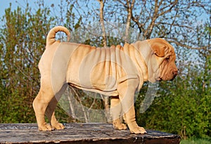 Fawn sharpei puppy on the table