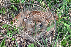 Fawn Sleeping under a tree