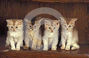 Fawn Somali Domestic Cat, Kitten Sitting